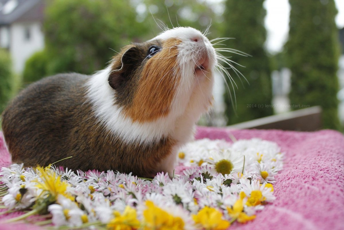 Морские свинки