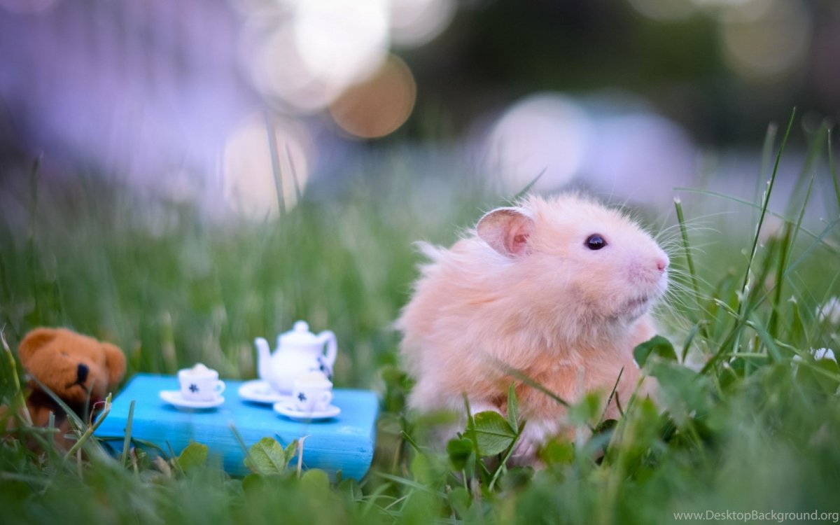 Пестрая морская Свинка