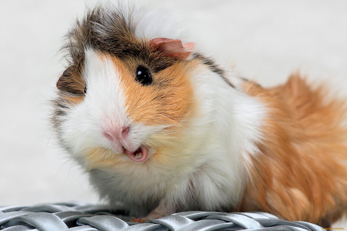 Большие хомячки