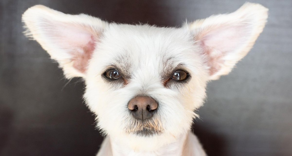 Собака с большими ушами