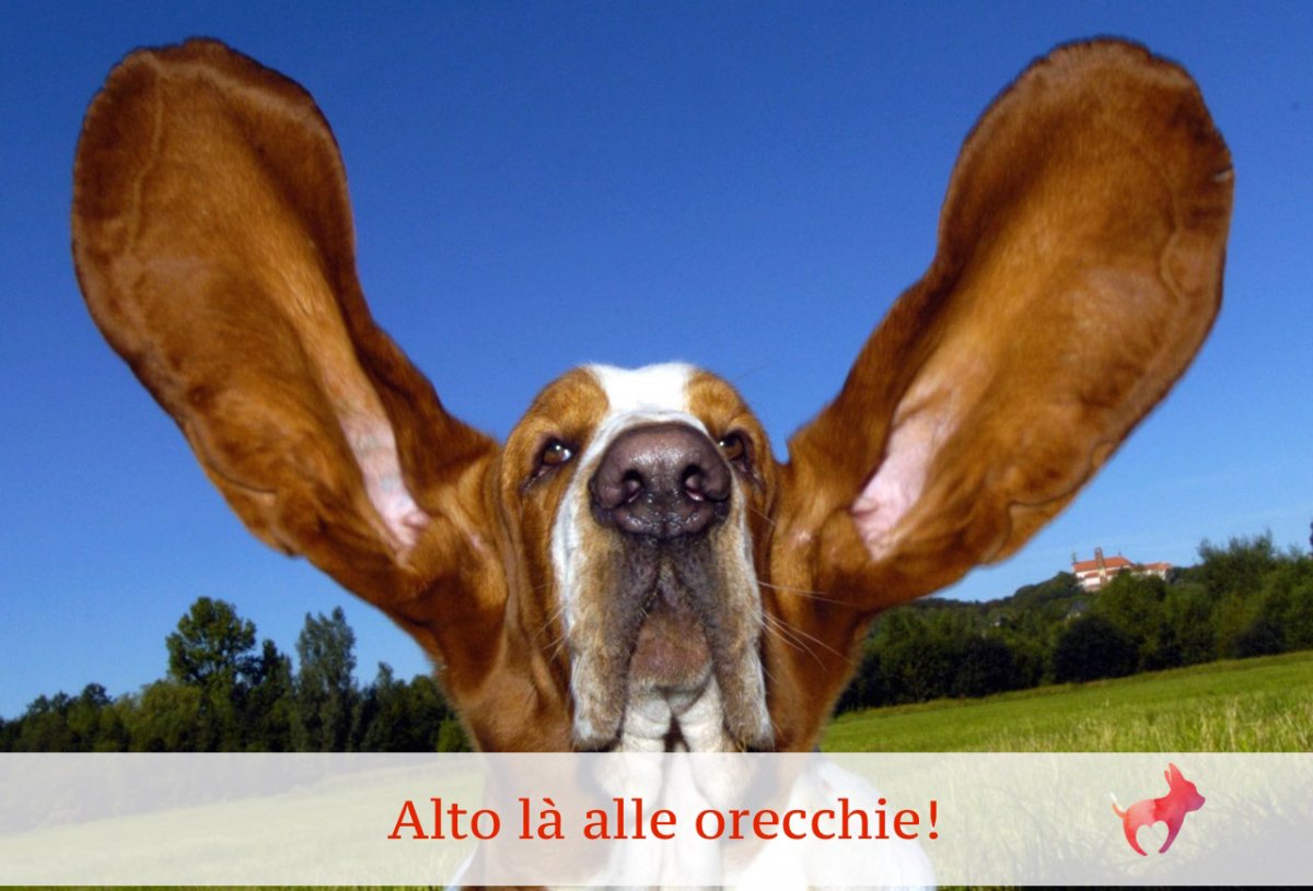 Большеухая лисица фенек