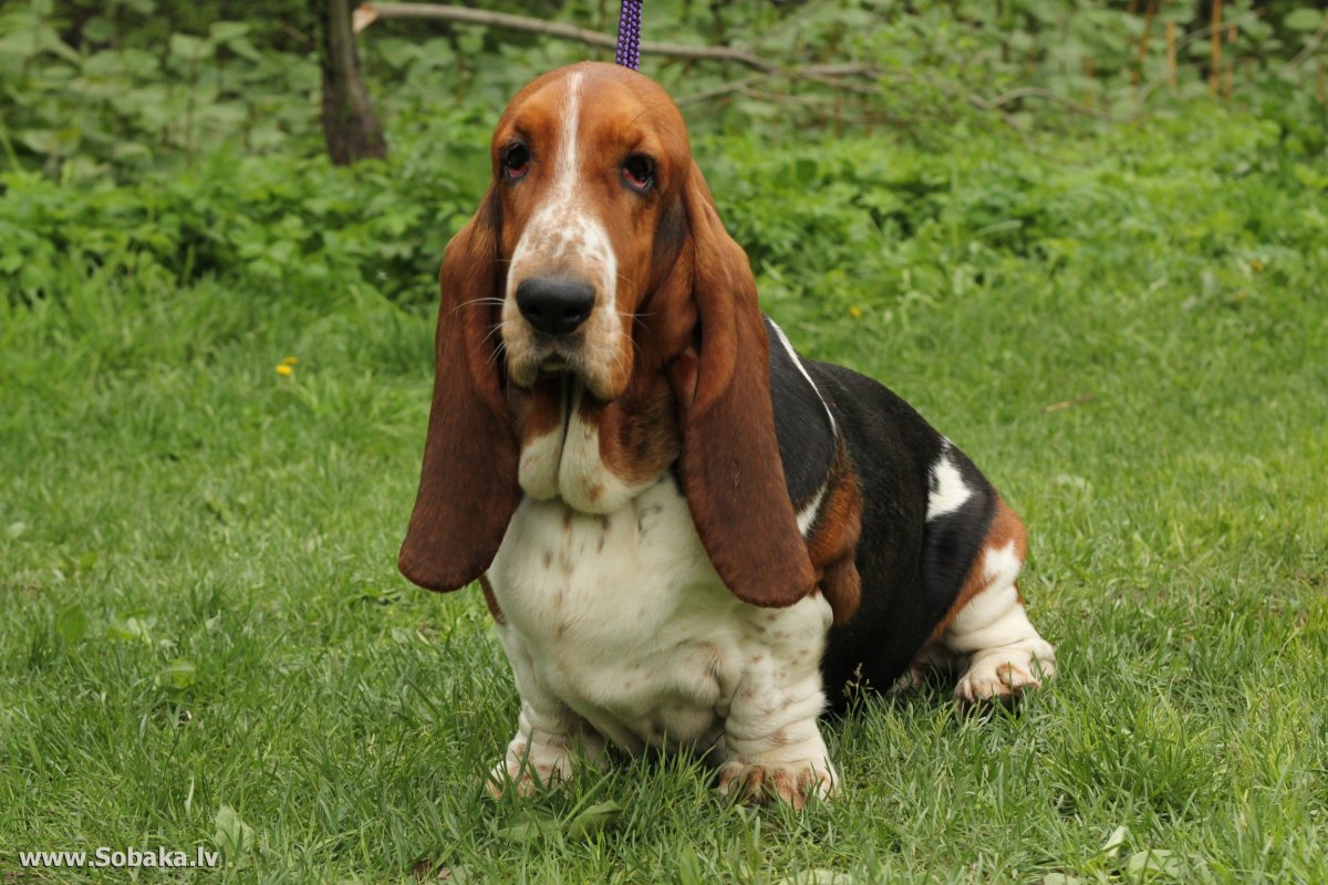 Бассет-хаунд и такса