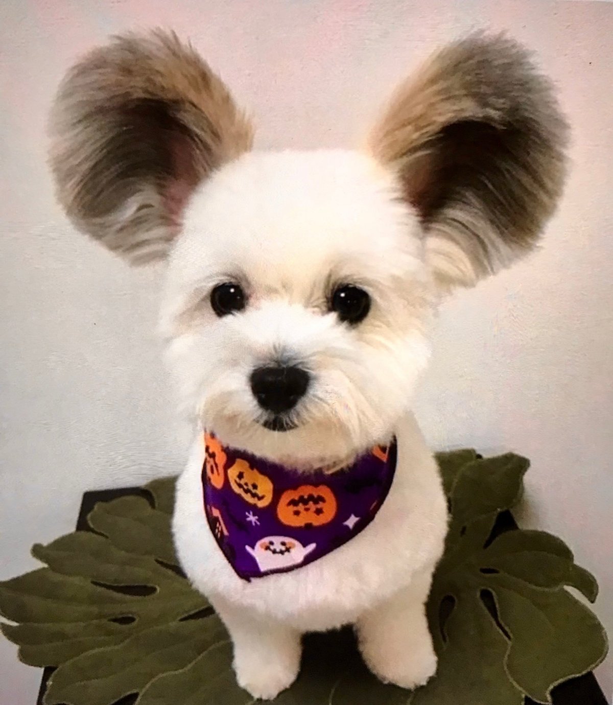 Собака с торчащими ушами