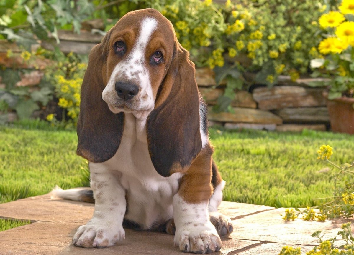 Кокер Бассет