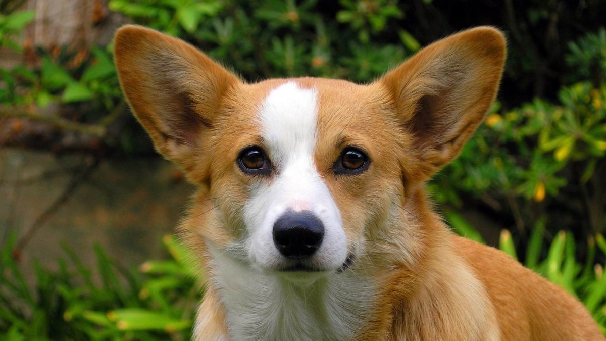 Злая Лисичка фенек