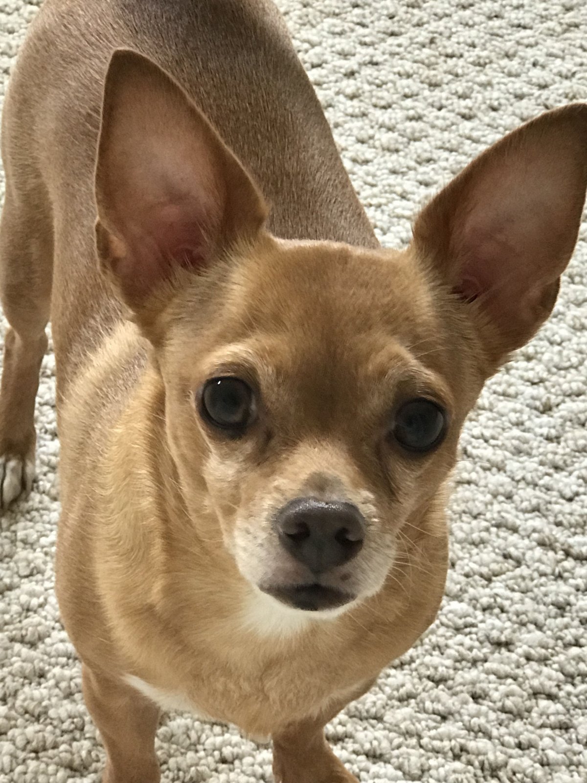 Бассет хаунд маленький