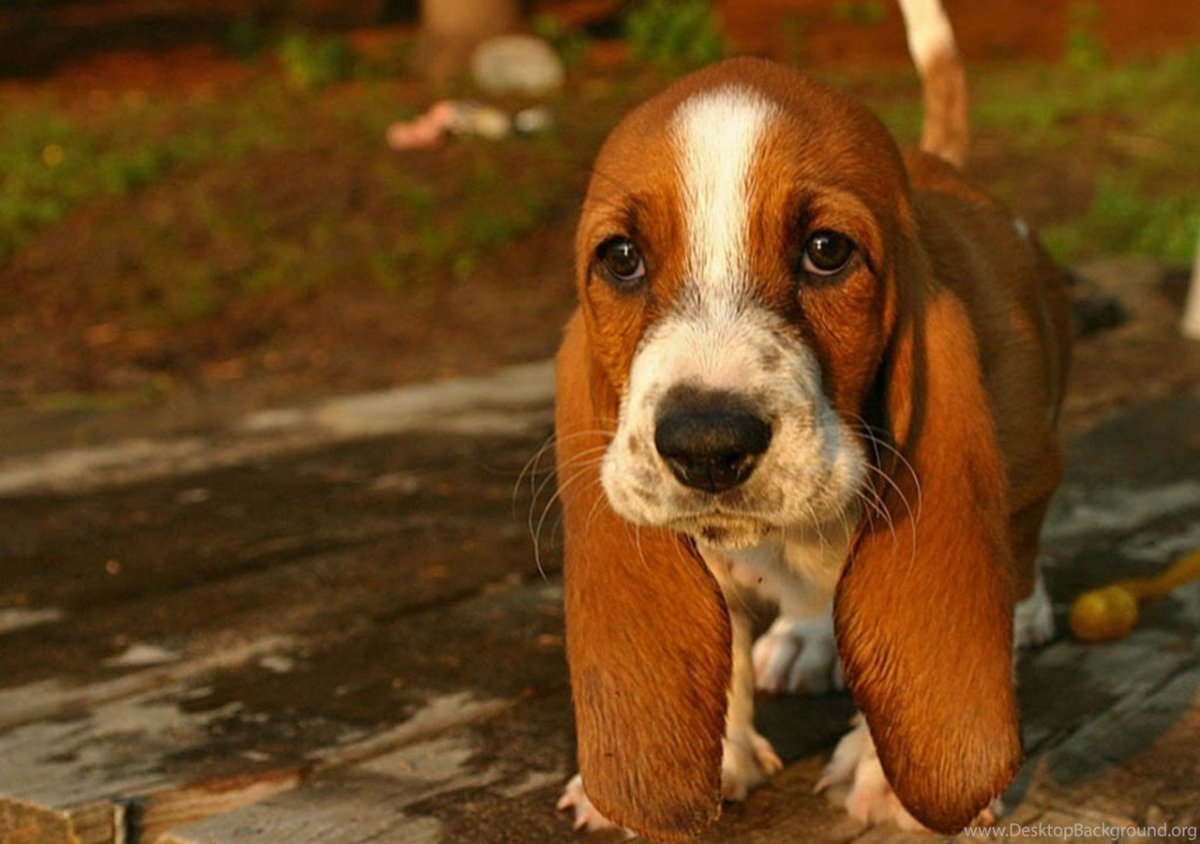 Забивная собака