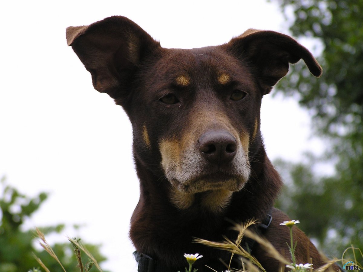 Вельш корги гладкошерстная
