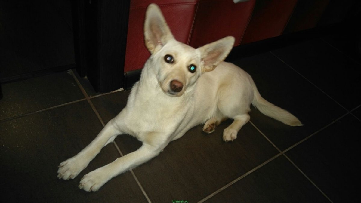 Маленькие ушастые собачки