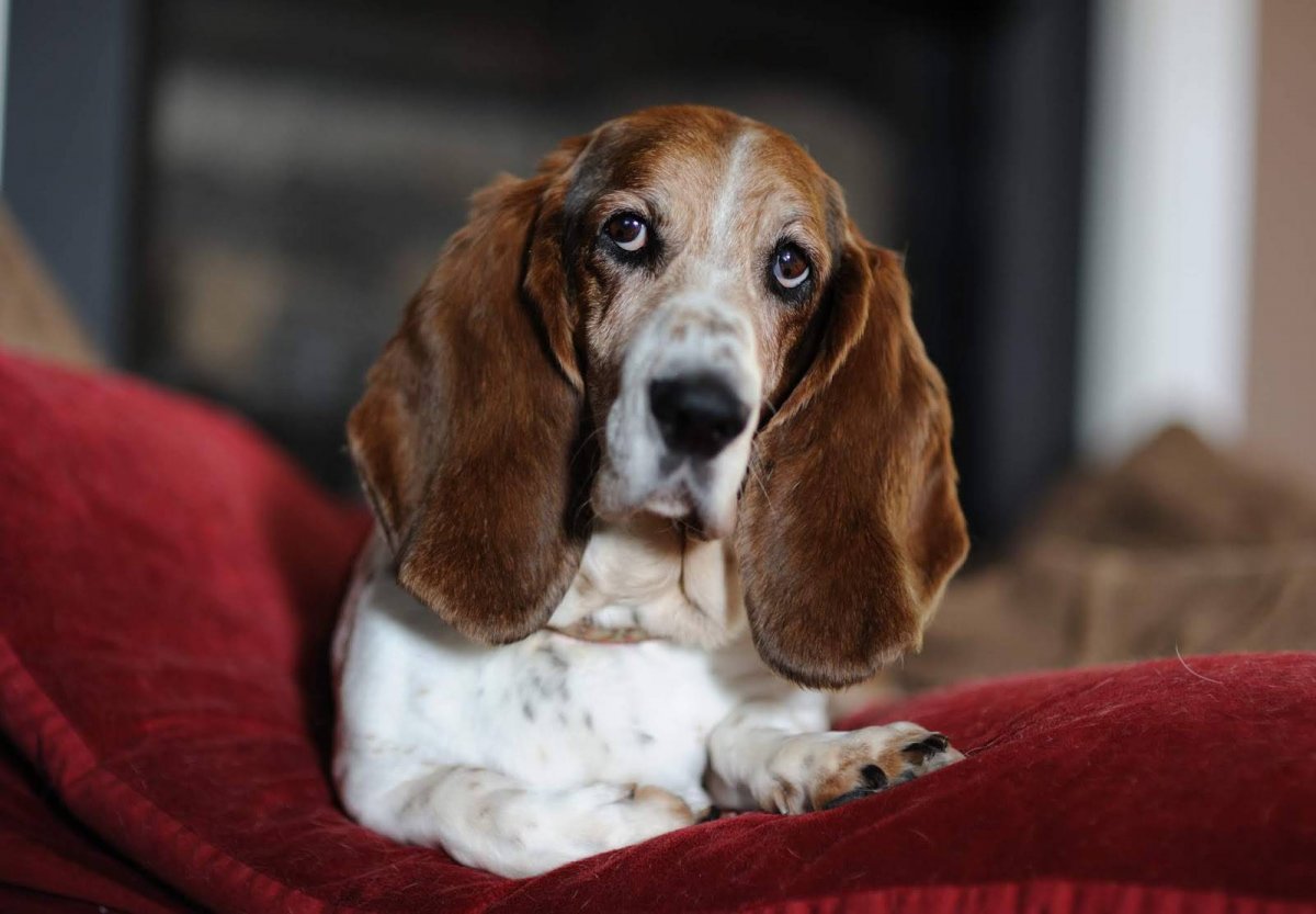 Бигль карликовый