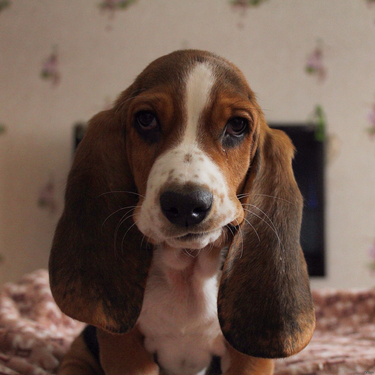 Бассет хаунд