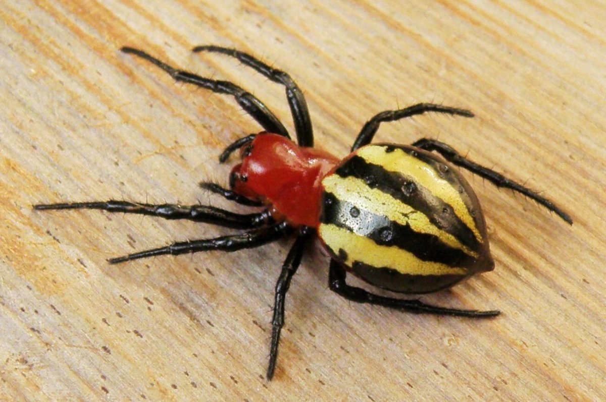 Кокон паука крестовика