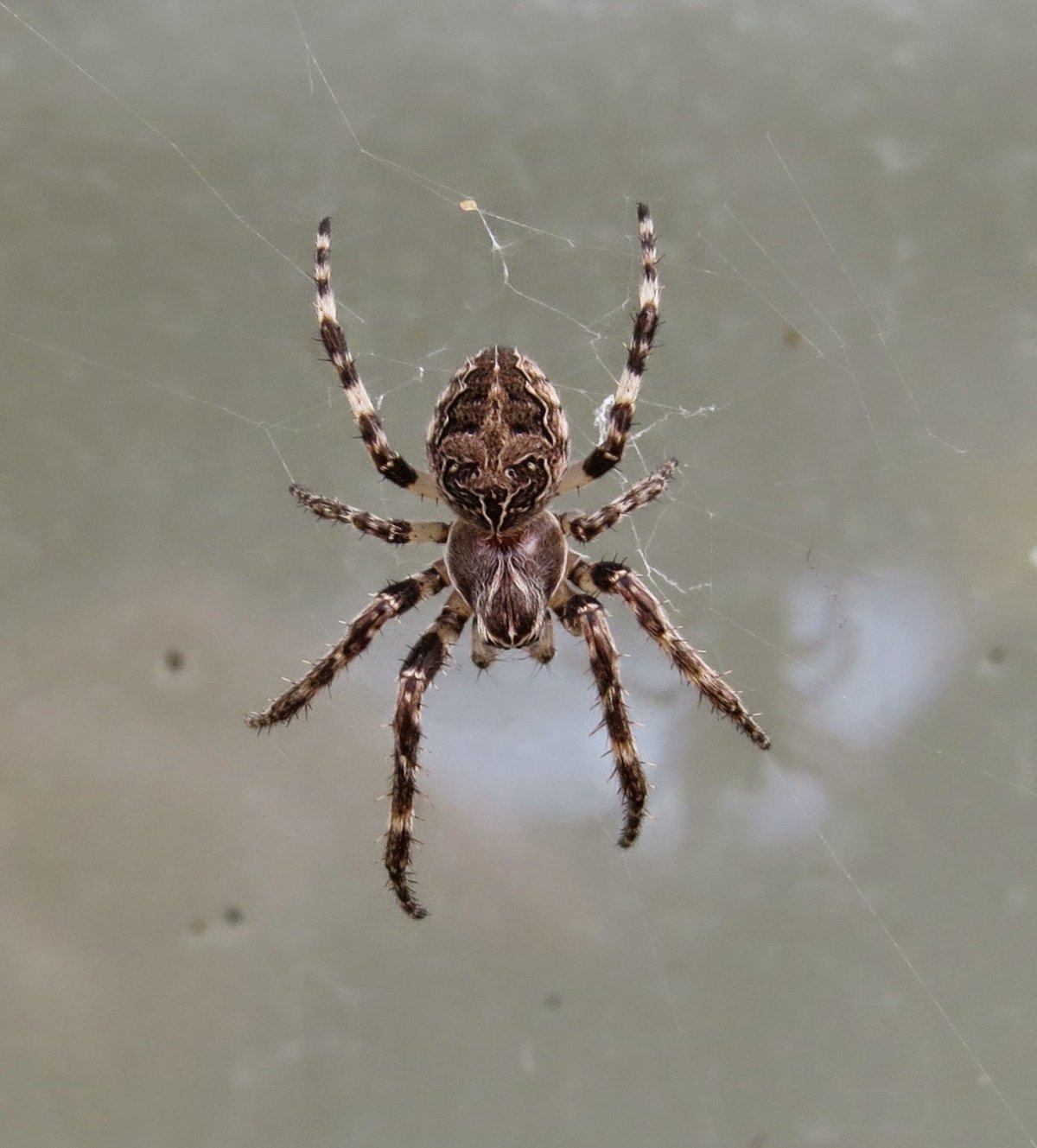 Большие пауки в Сибири