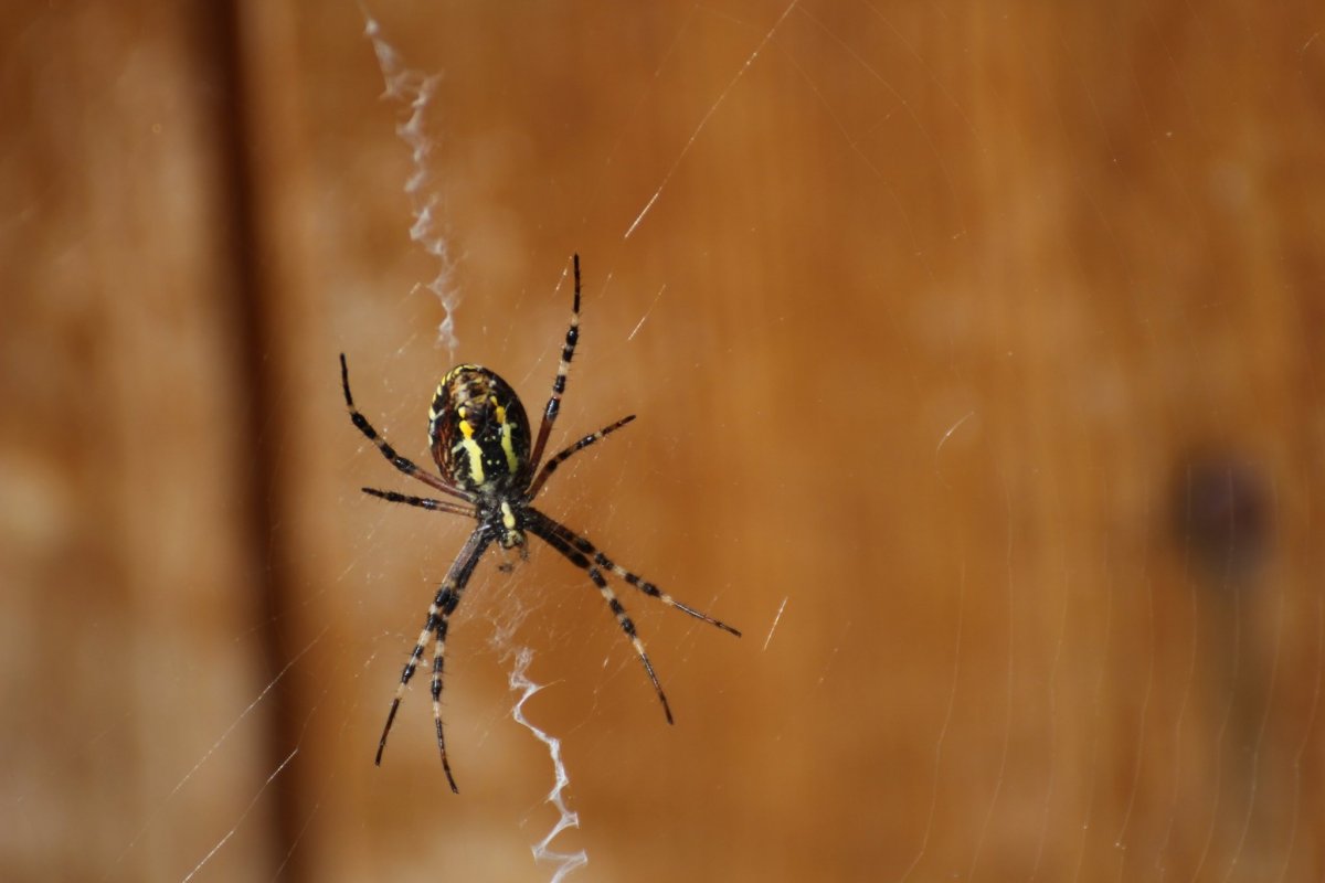 Паук с желтым крестом на спине