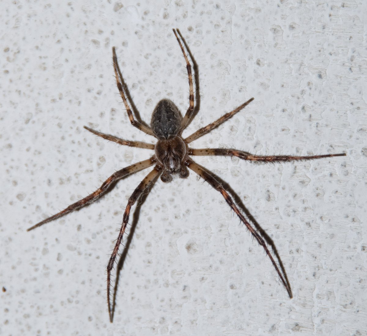 Паук крестовик Каракурт белый