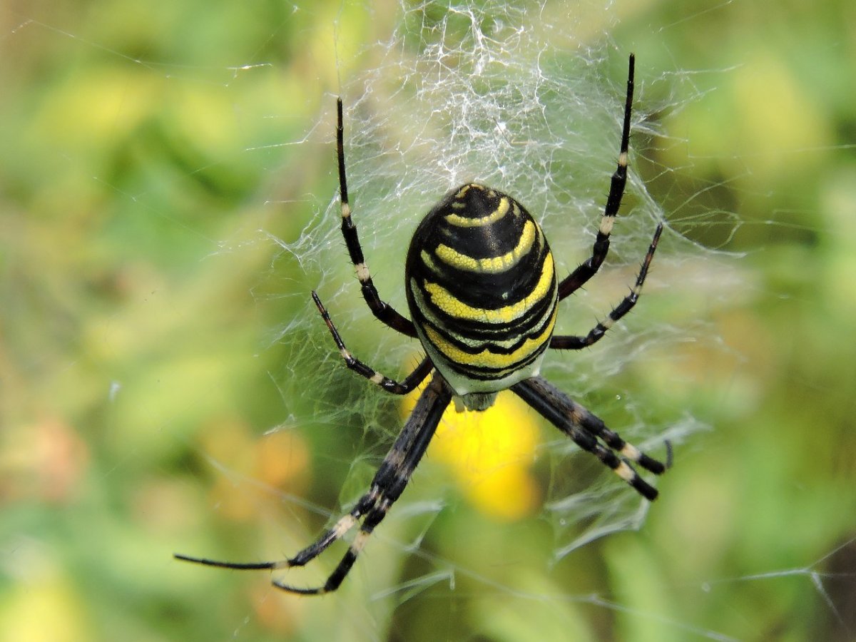 Насекомые 2) паукообразные