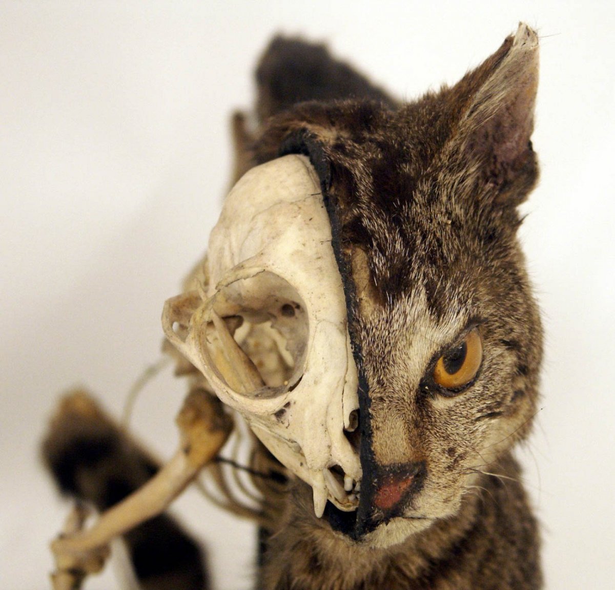 Самые страшные лысые кошки