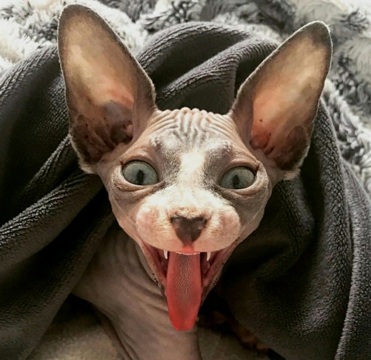 Чешир крипи