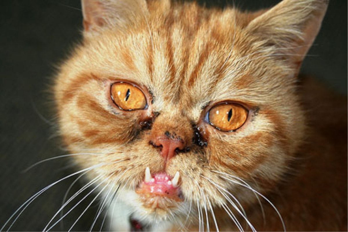 Самая уродливая кошка в мире