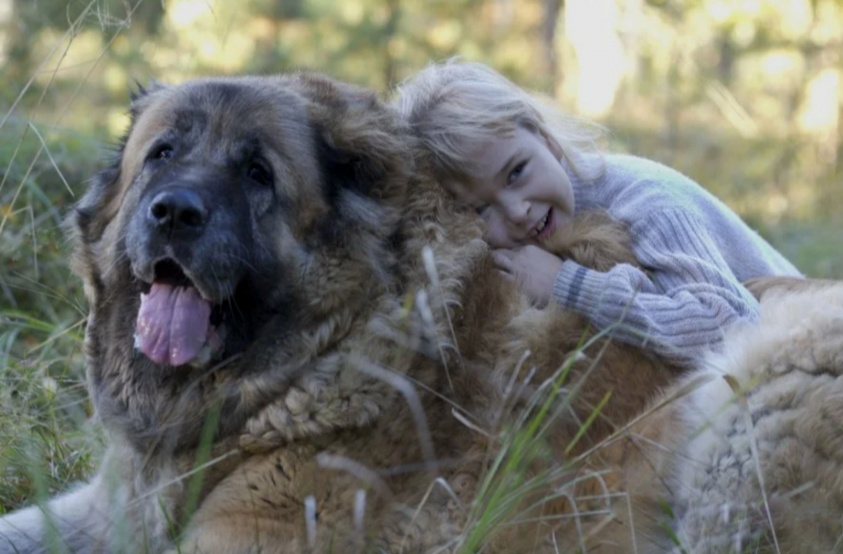 Ирландский волкодав и дети