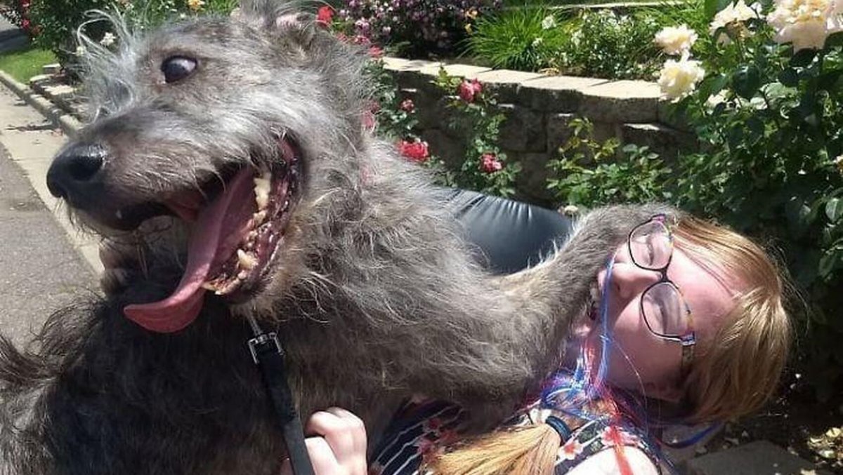 Северо кавказский волкодав