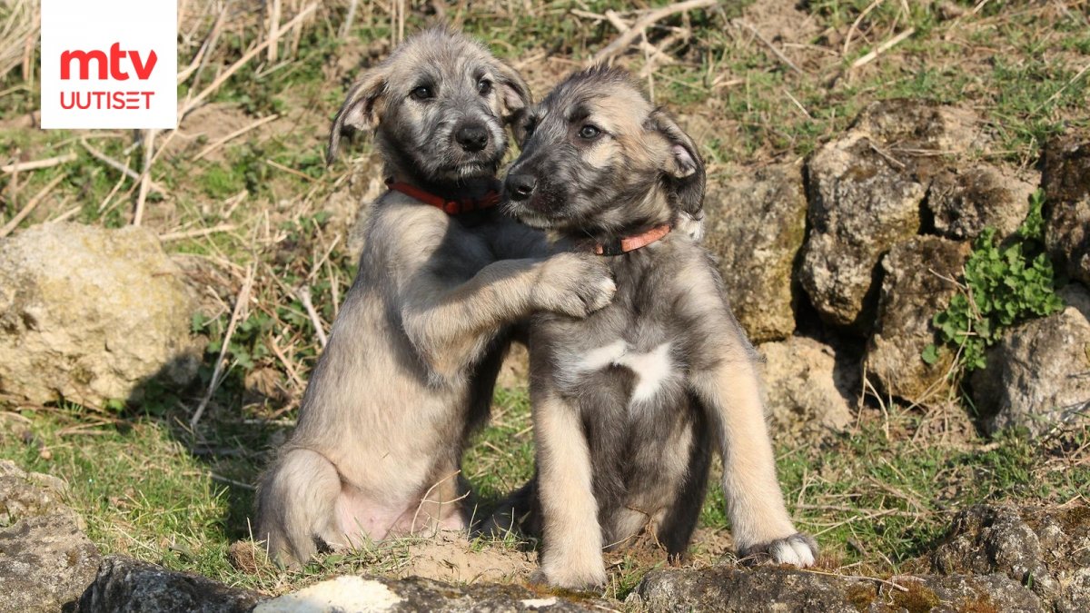 Ирландский волкодав