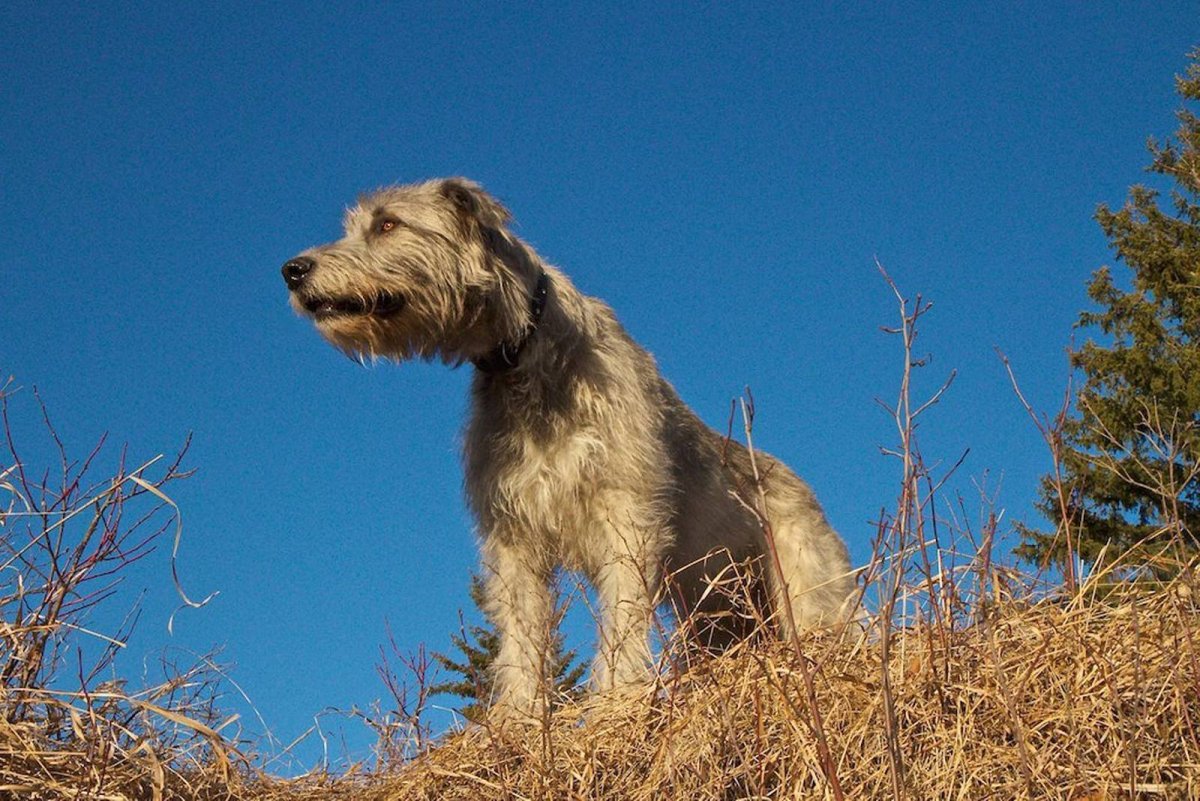 Сколько стоит щенок волкодава