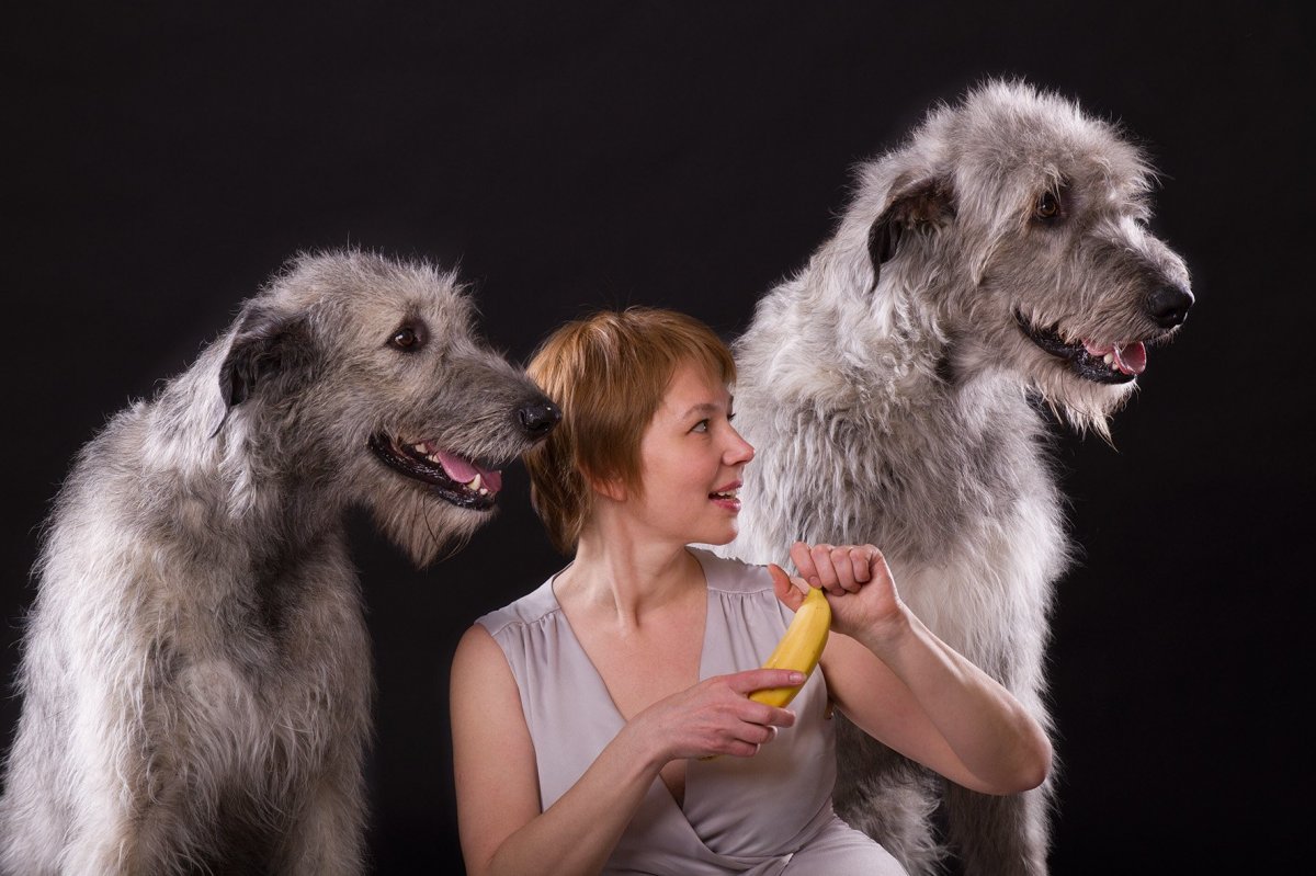 Дирхаунд и ирландский волкодав отличия