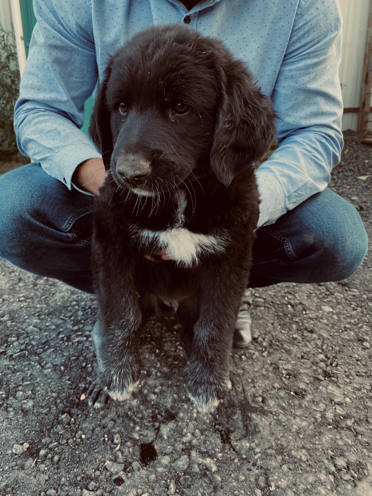 Ирландский волкодав в квартире