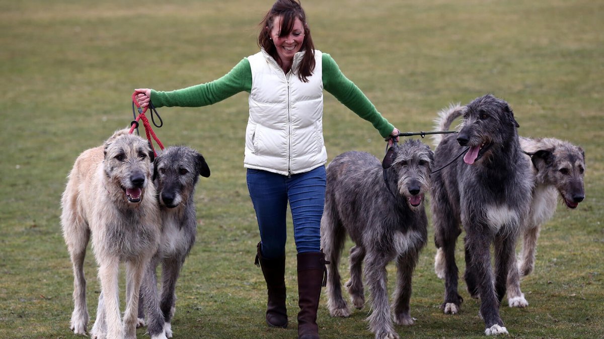 Кавказский волкодав кангал