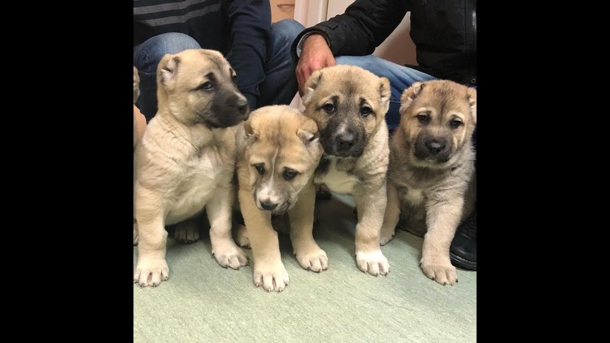 Волкодав алабай