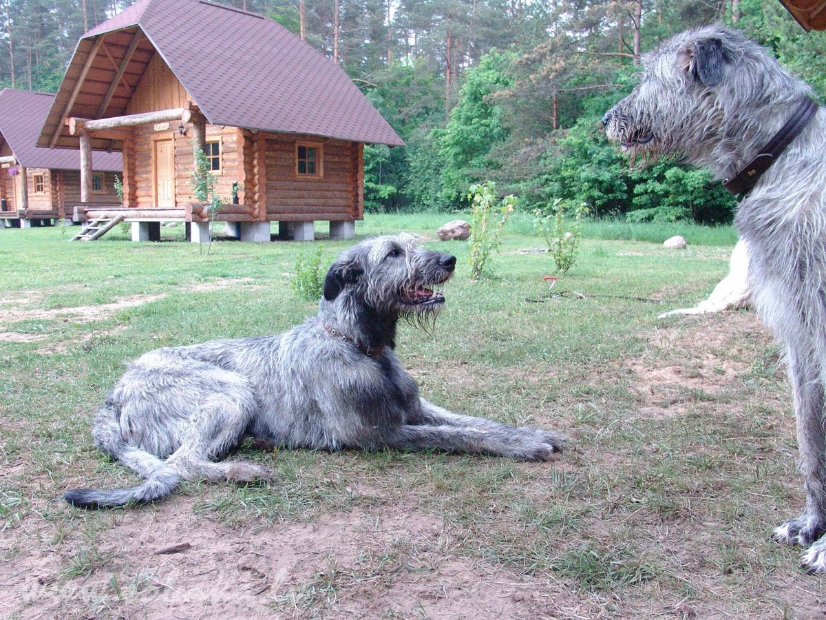 Ирландский волкодав щенки