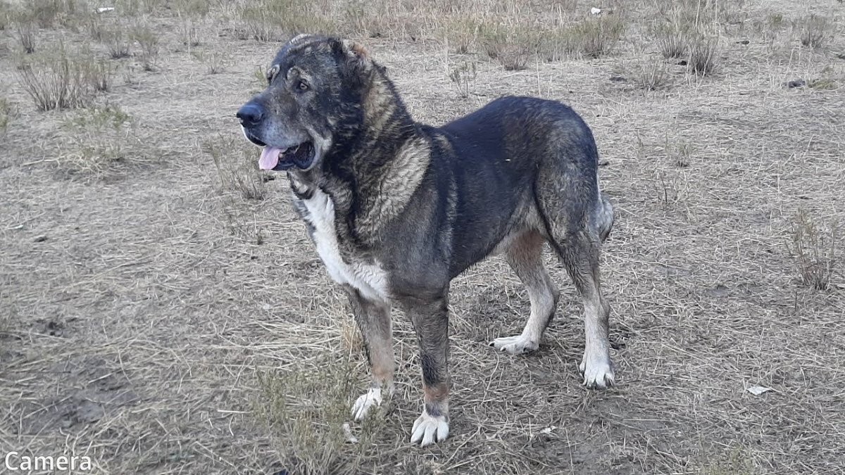 Бельгийский волкодав