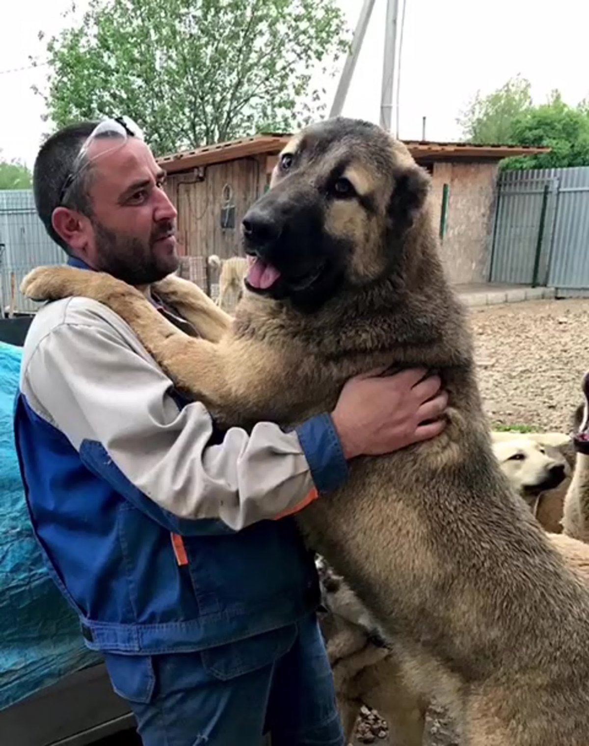 Ирландский волкодав и Леонбергер