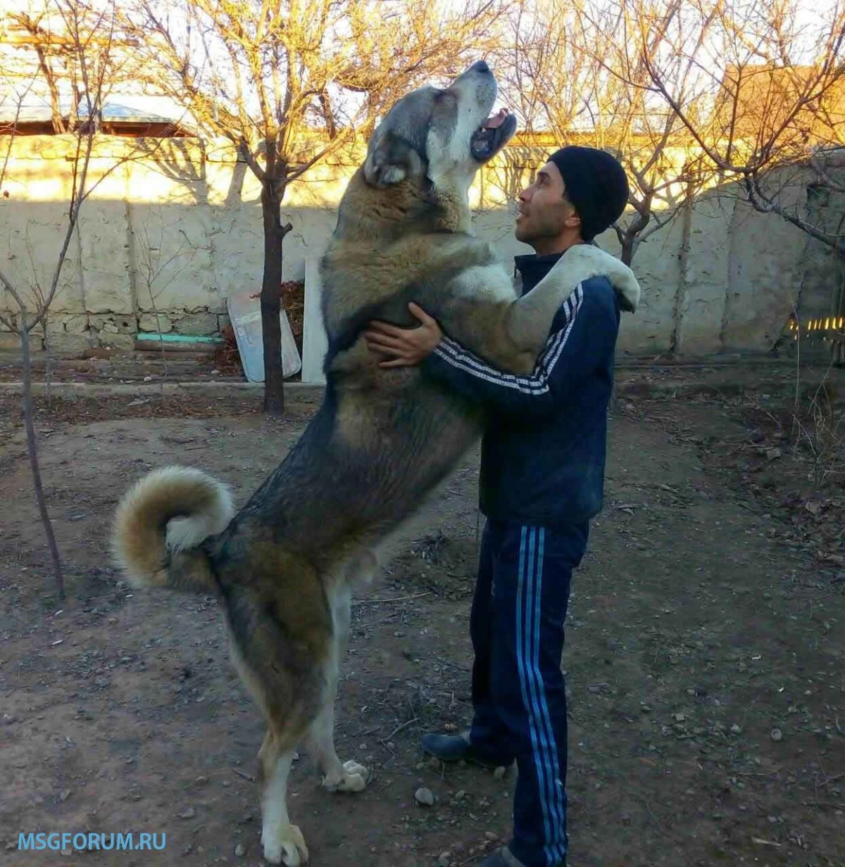 Синеборский волкодав щенки