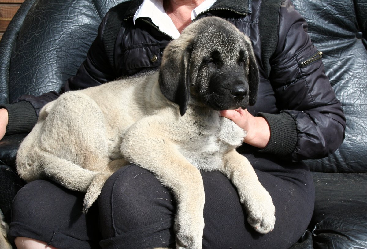 Волкодав собака русский