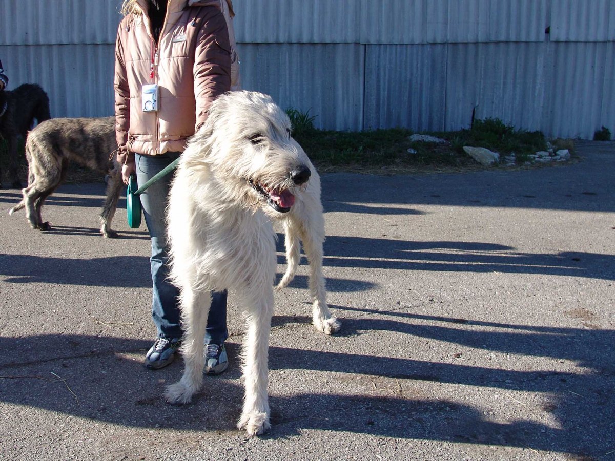 Щенки волкодава 1 месяц
