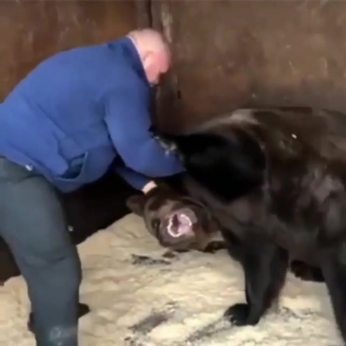 Бульдог боец