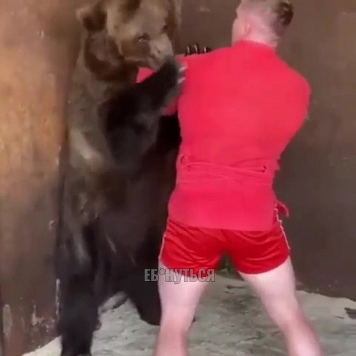 Самбо борьба медведь-4