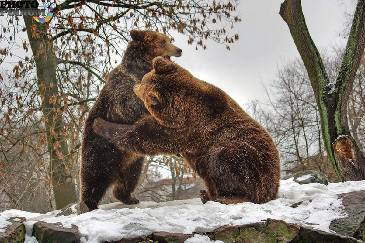 Объятия медведя