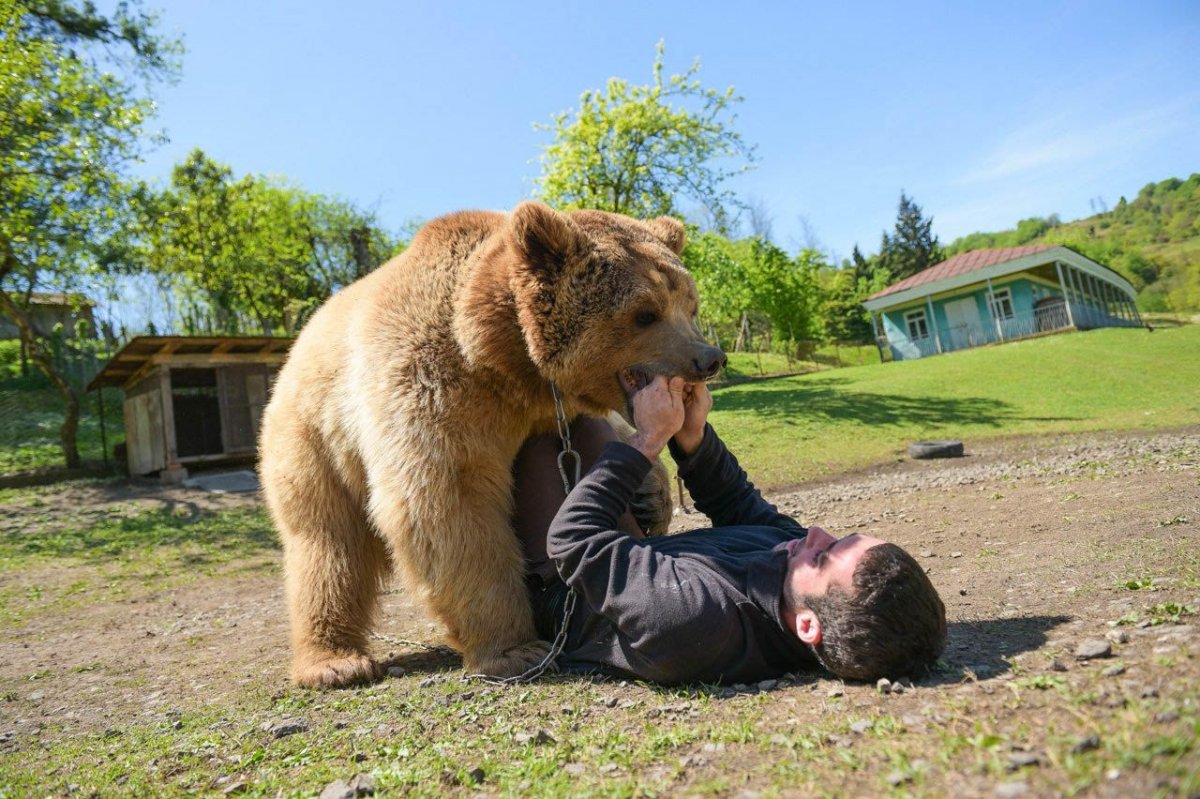 Медведи прилетели