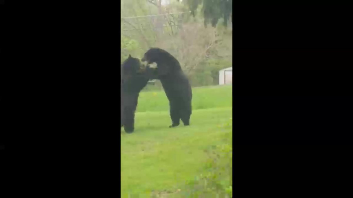 Медведь качок