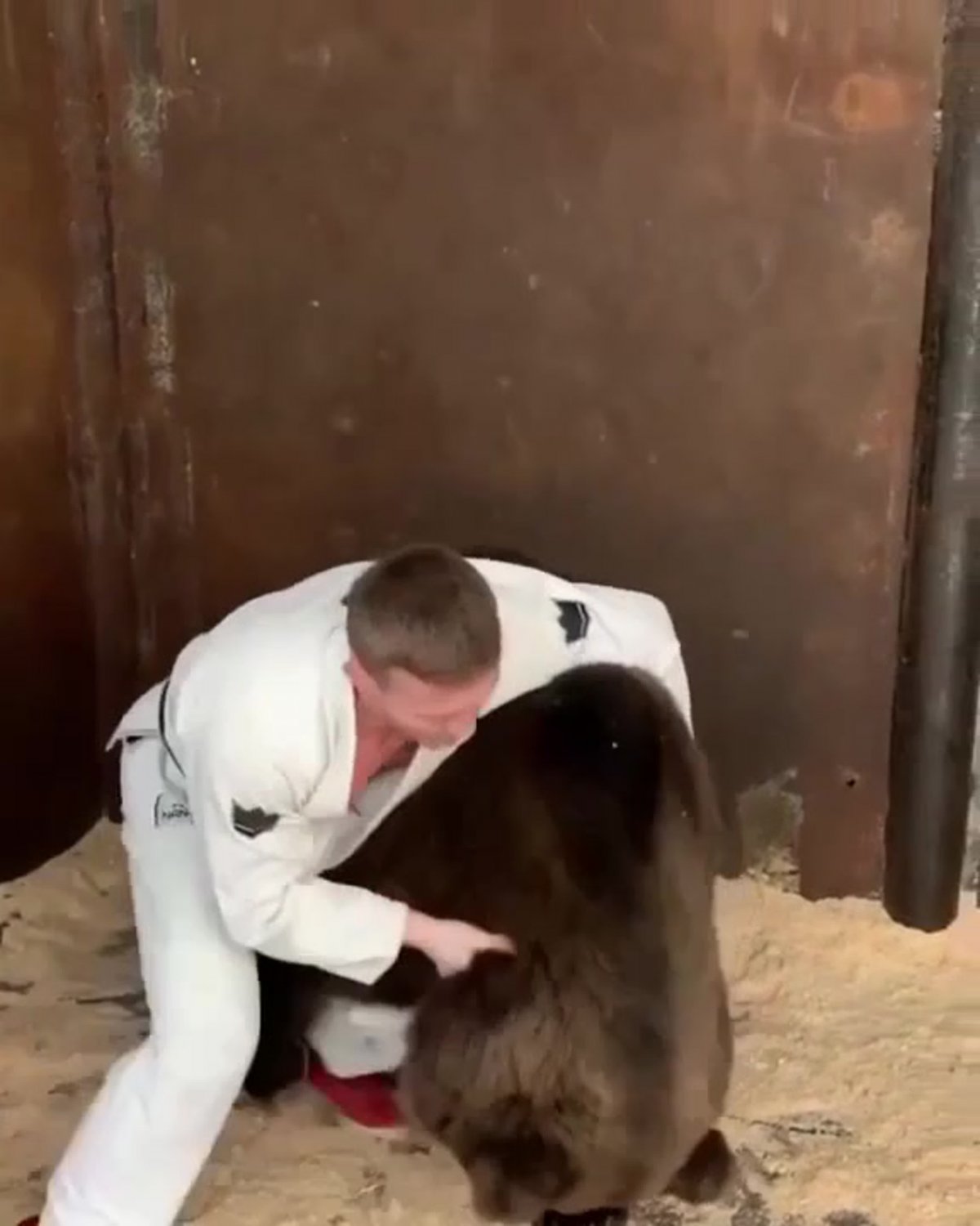 Домашний медведь