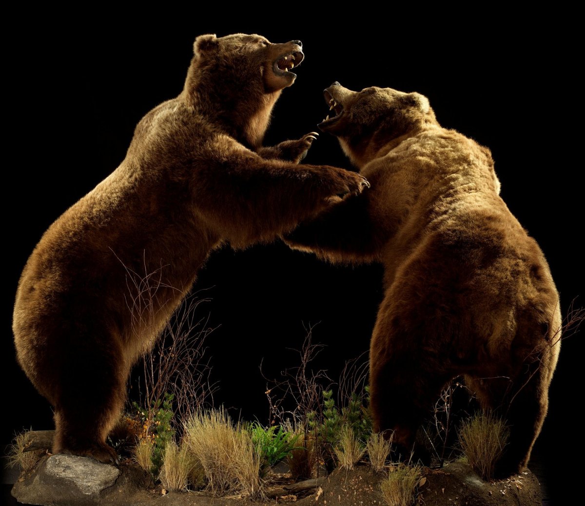 Спасение медведя с бидоном на голове