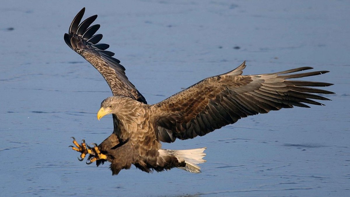 Хищные птицы ястреб