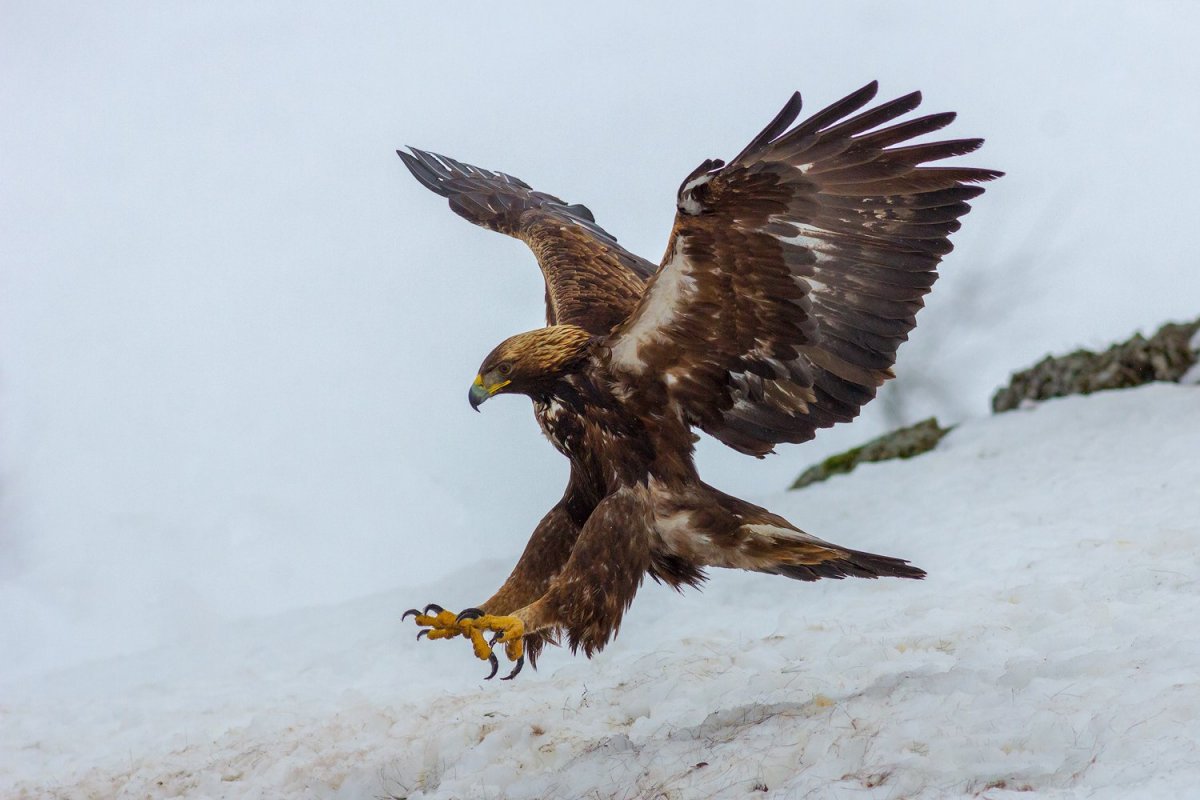 Хищные птицы Экопарк