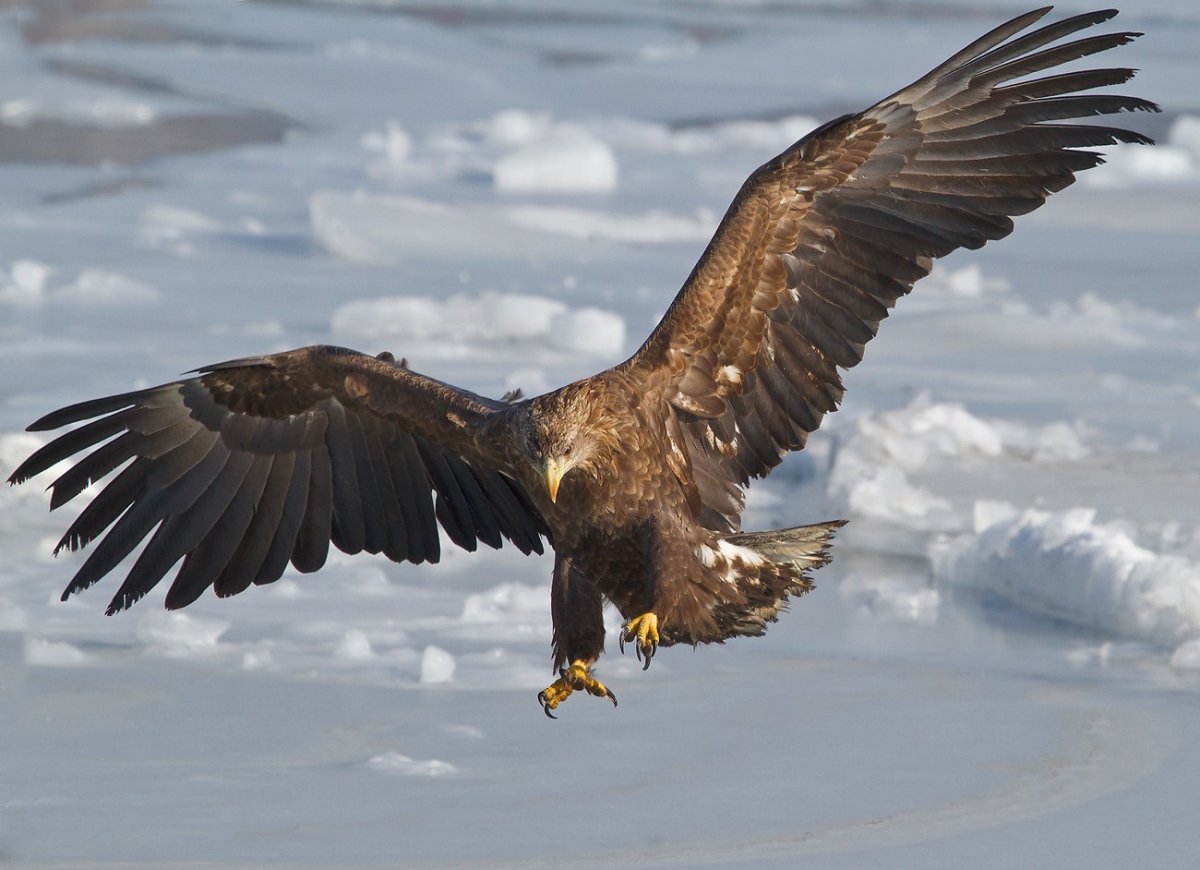 Степной Беркут