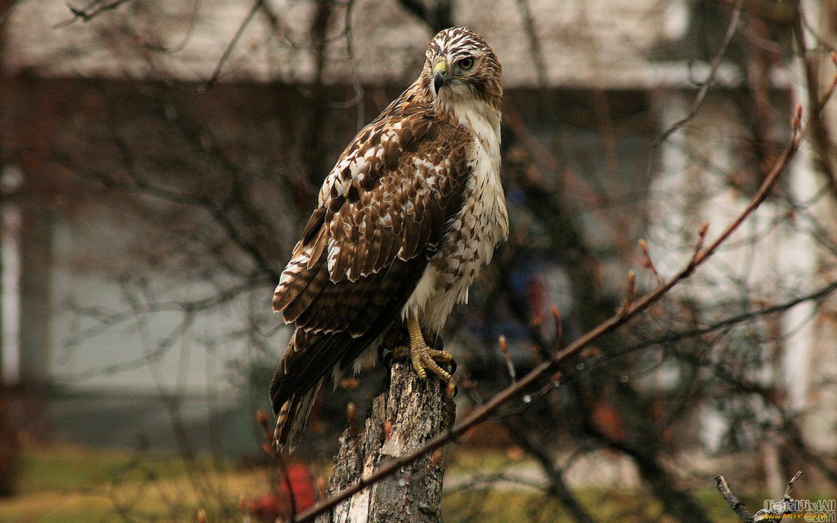Беркут Aquila chrysaetos