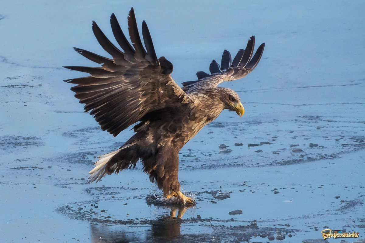 Птица Орлан белохвост