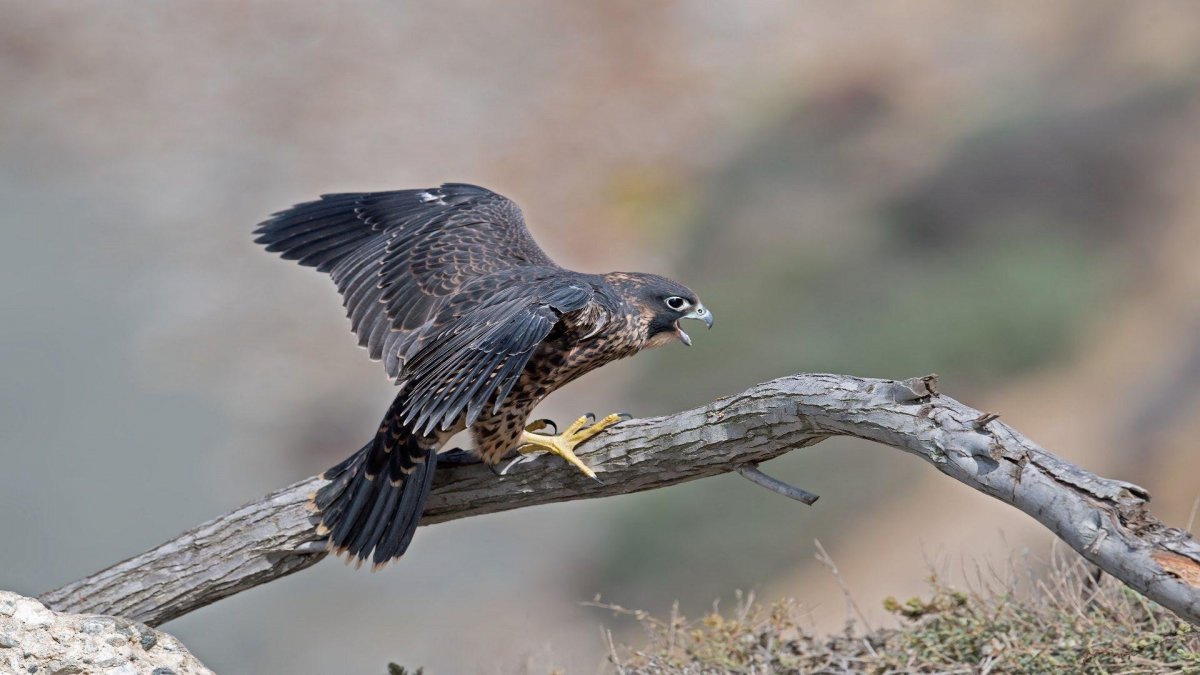 Тетеревятник (Accipiter gentilis)